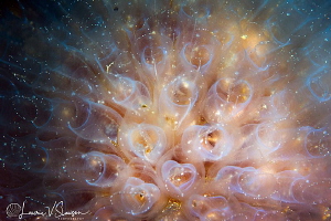 Tunicates/Photographed with a Canon 100 mm macro lens at ... by Laurie Slawson 